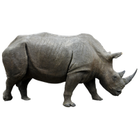 Rhinoceros Transparent