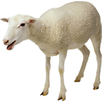 Sheep Free Download Png
