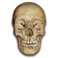 Skeleton Head Png File
