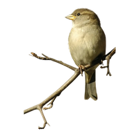 Sparrow Png Image