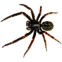Spider Png Picture