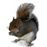 Squirrel Png Image
