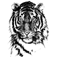 Tiger Tattoos Png Image