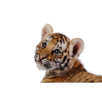 Tiger Transparent