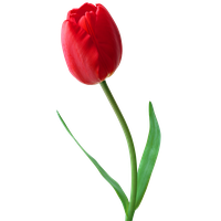 Tulip Png Image