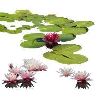 Water Lily Png Clipart