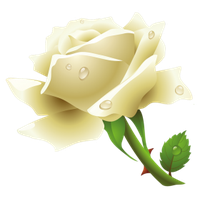 White Rose Png Image
