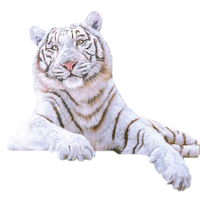 White Tiger Png Picture