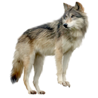 Wolf Png Images