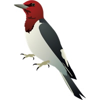 Woodpecker Transparent