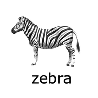Zebra Transparent