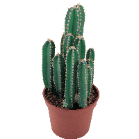 Cactus Png Image