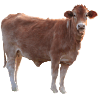 Cow Png Image