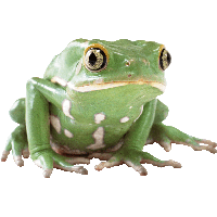 Frog Png Image