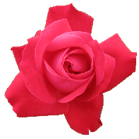 Rose Png Image Picture Download