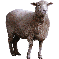 Sheep Png Image