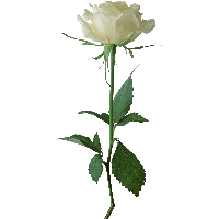 White Rose Png Image Flower White Rose Png Picture
