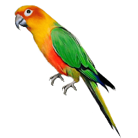 Parrot Png Images Download
