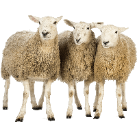 Sheeps Png Image