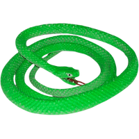 Green Snake Image