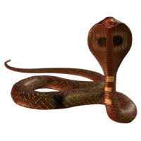Cobra Snake Picture