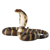 Cobra Snake Free Download