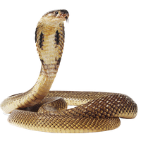 Cobra Snake Transparent Image