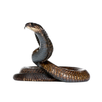 Black Snake Image