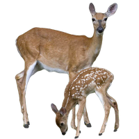 Transparent Deer With Baby Deer