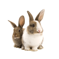 Transparent Pet Bunny Rabbit