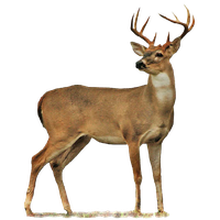 Full Body Deer Drawings Buck