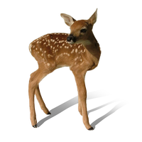 Transparent Deer