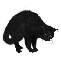 Black Cat Png Image