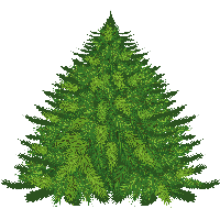 Fir-Tree Png Image