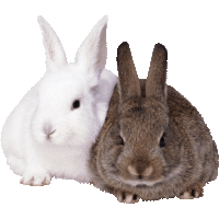 Rabbits Png Image