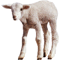 White Little Sheep Png Image