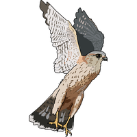 Falcon Transparent