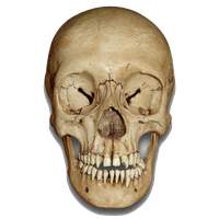Skull Image