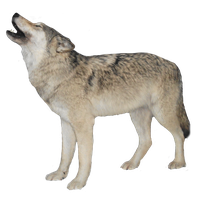 White Wolf Transparent Background