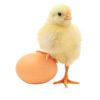 Baby Chicken Transparent Image