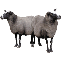 Two Sheeps Png Image