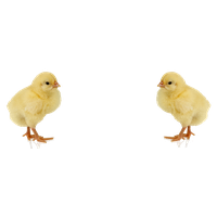 Baby Chicken Image