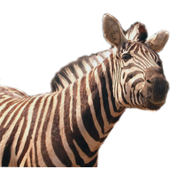 Zebra Transparent Image