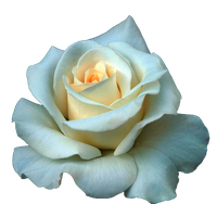 Full Grown White Rose