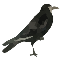 Raven Bird Hd