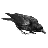 Raven Bird Image