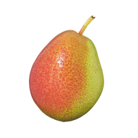 Corella Pear