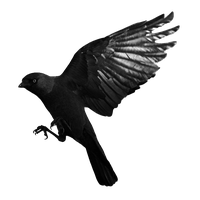 Raven Flying Transparent