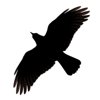 Raven Flying Image