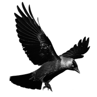 Raven Flying Transparent Background